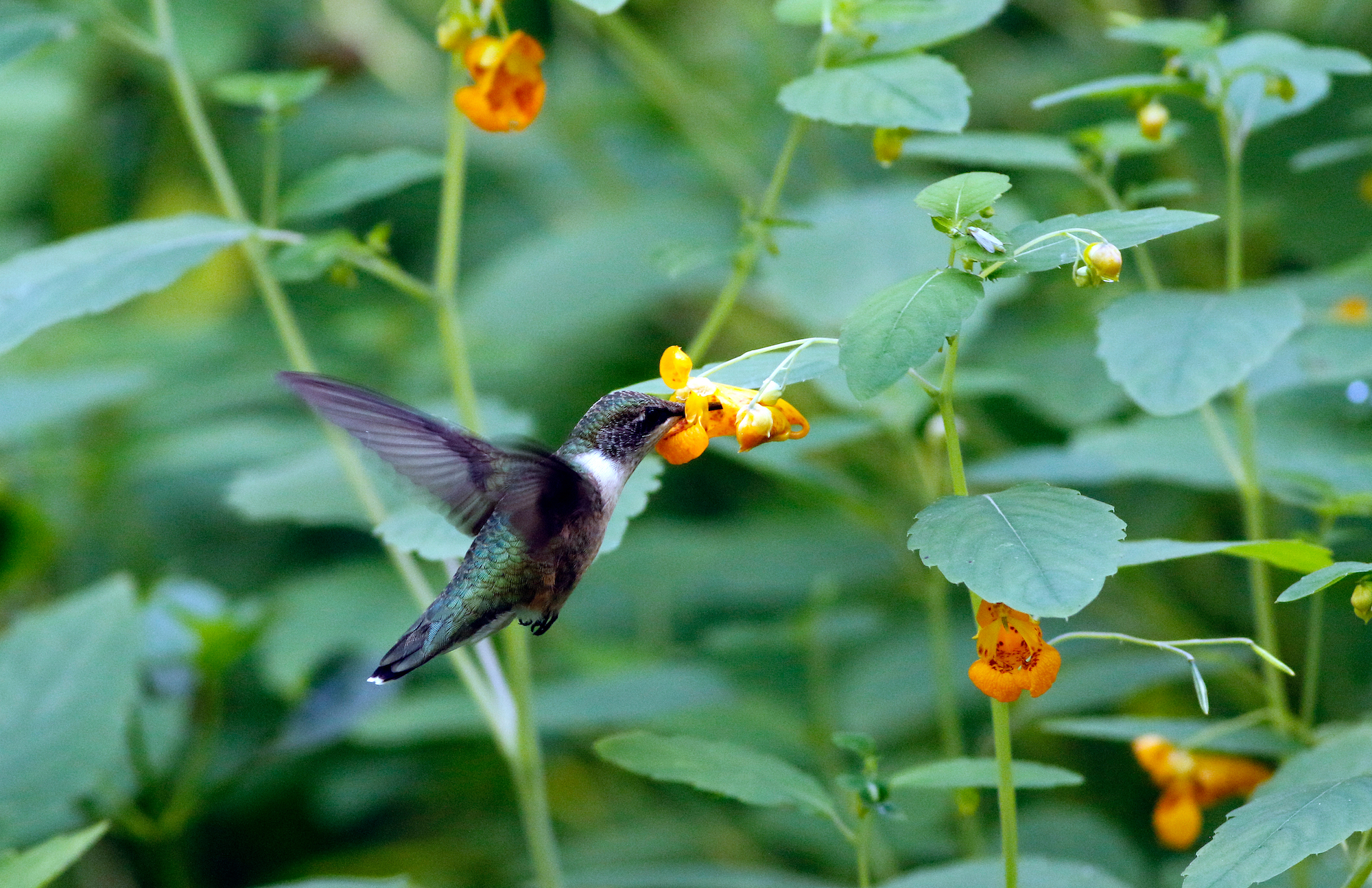  A ruby ​​throated hummingbird in a field of orange jewelweed flowers. 